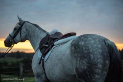 Sheepskin Comfort Half Pad - Trifecta -HorseMate Shop 7024whiteatdusk scaled 1